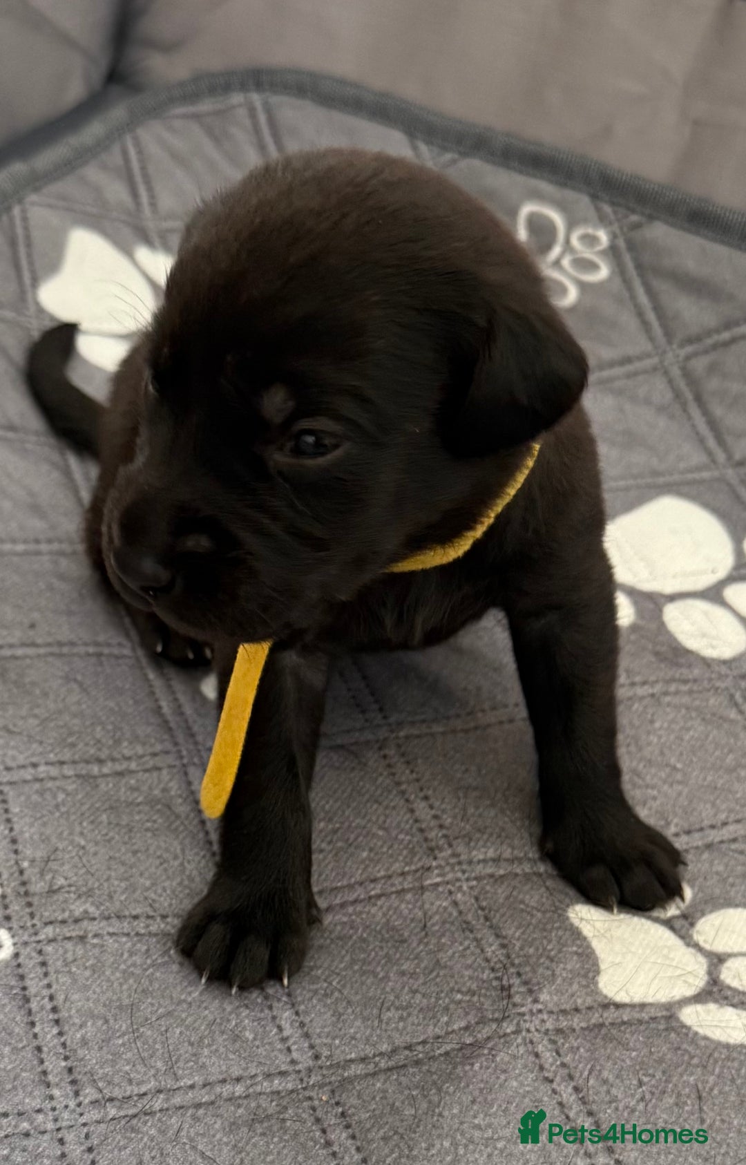 Labrador Retriever dogs for sale: Black Labrador retriever puppies KC registered - Image 21