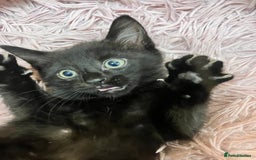 Mixed Breed cats for sale: Lovely little kittens for sale - Image 7