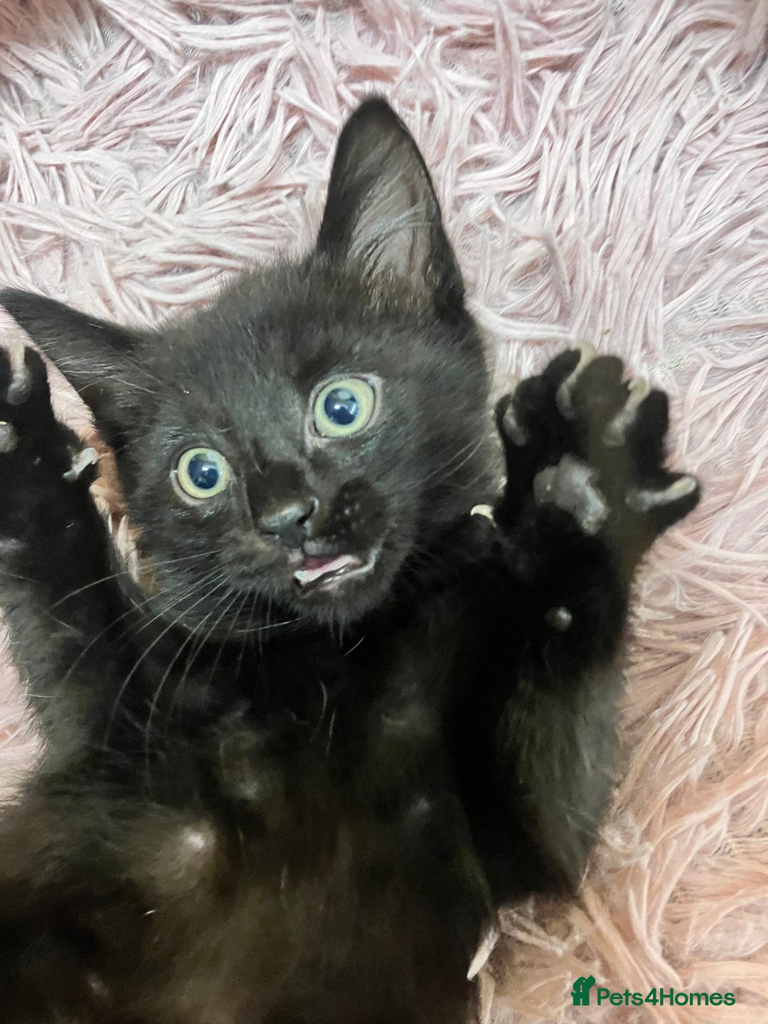 Mixed Breed cats for sale: Lovely little kittens for sale - Image 7