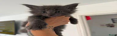 Maine Coon 4