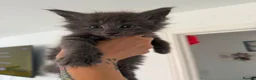 Maine Coon cats for sale: Maine Coon Cuties - Advert 7