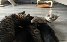 Mixed Breed cats for sale: Adorable kittens for sale  - Image 4