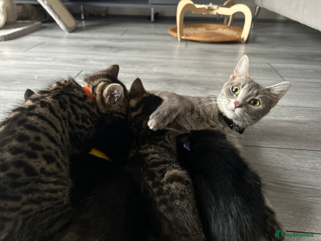 Mixed Breed cats for sale: Adorable kittens for sale  - Image 4
