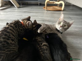 Mixed Breed cats - Advert 2