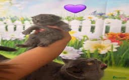 British Shorthair cats for sale: British Shorthair Kittens  - Image 12