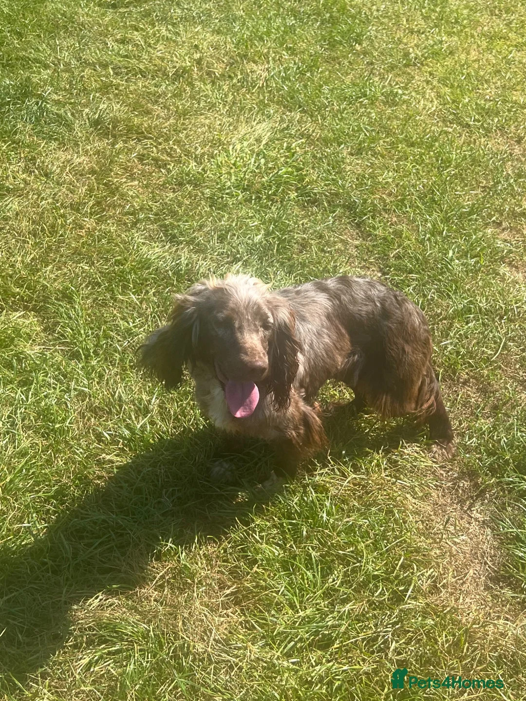 Cocker Spaniel dogs for sale: Cocker spaniel  - Advert 1