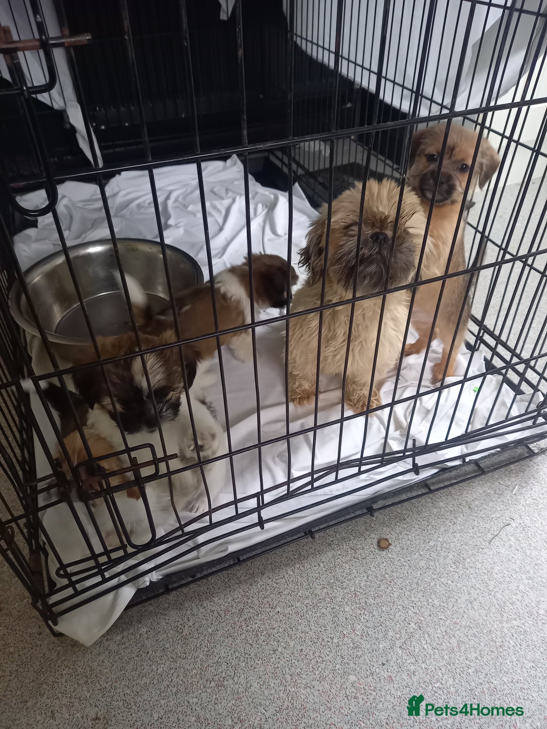 Mixed Breed dogs for sale: Shih tzu cross Jack Russell - Image 4