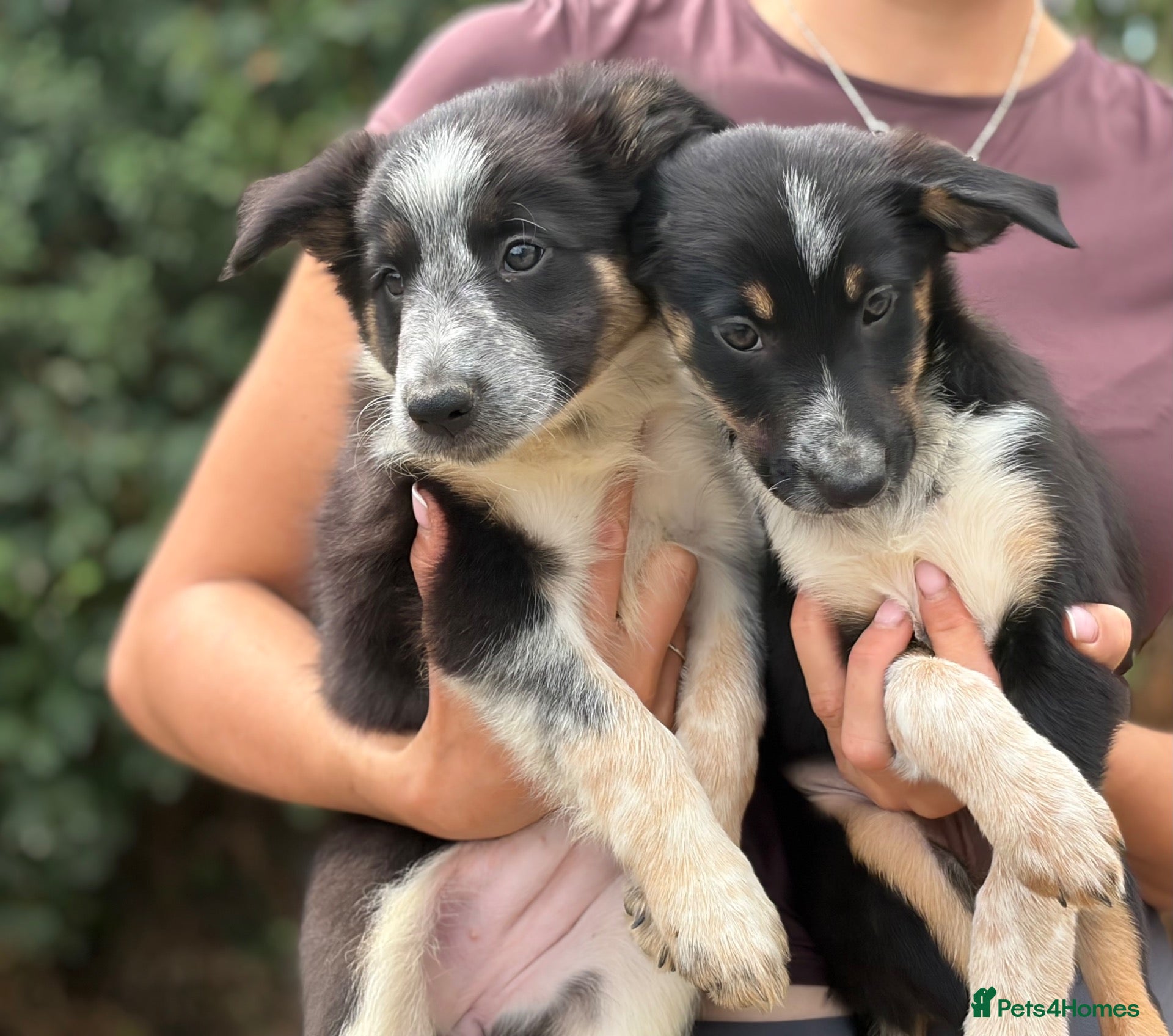 Border Collie dogs Pedigree border collie puppies  - Advert 1