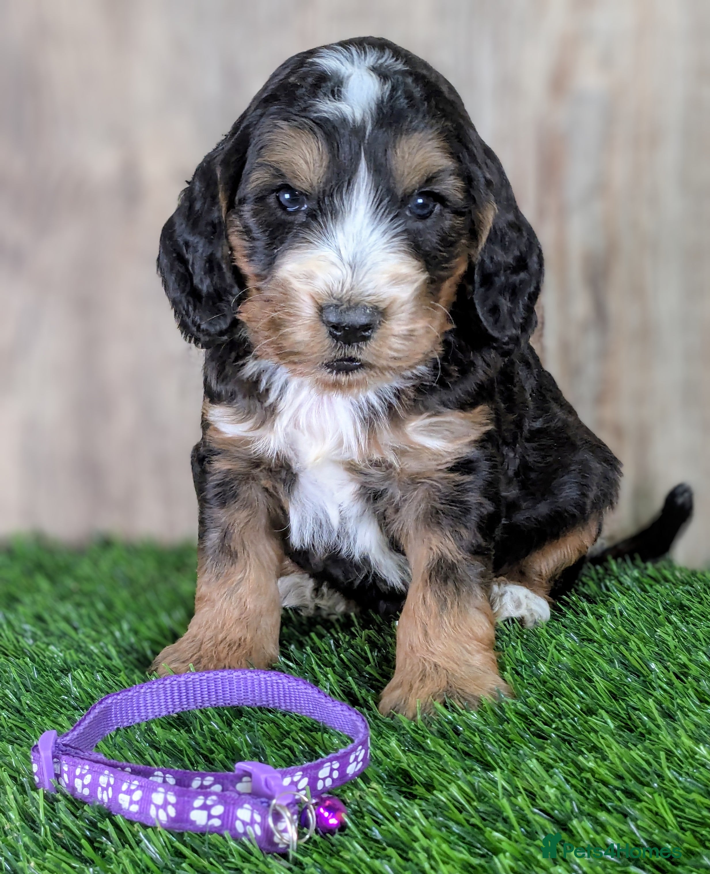 Cockapoo dogs F1 Cockapoo Puppies: Your Next Furry Friend - Advert 5