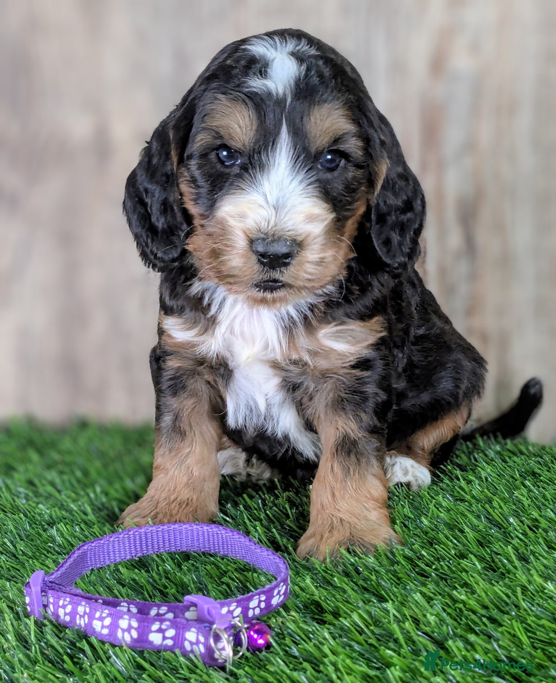 Cockapoo dogs for sale: F1 Cockapoo Puppies: Your Next Furry Friend - Advert 1