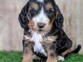 Cockapoo dogs F1 Cockapoo Puppies: Your Next Furry Friend - Advert 5