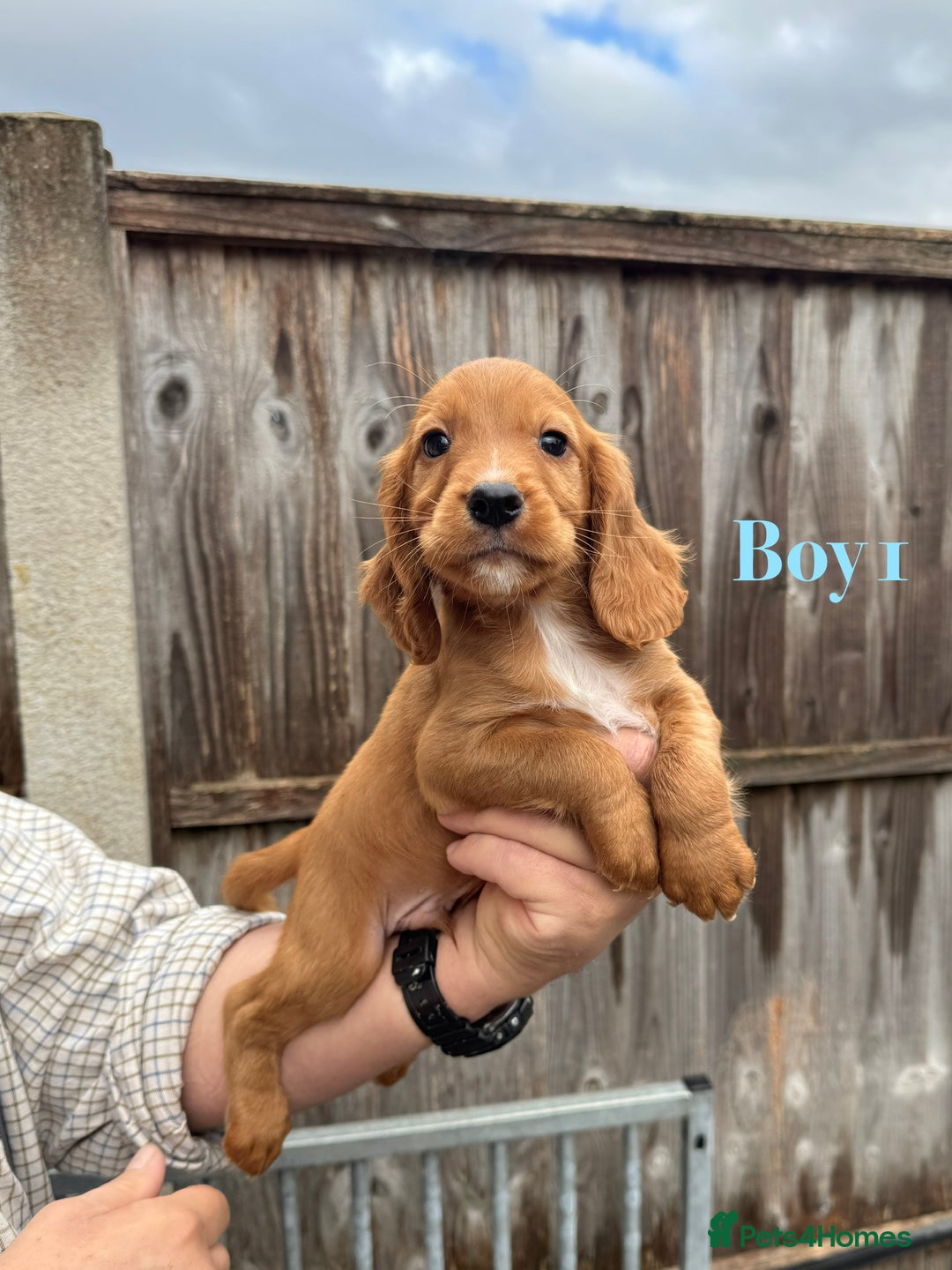Cocker Spaniel dogs for sale: Working cocker spaniel puppies - Image 3