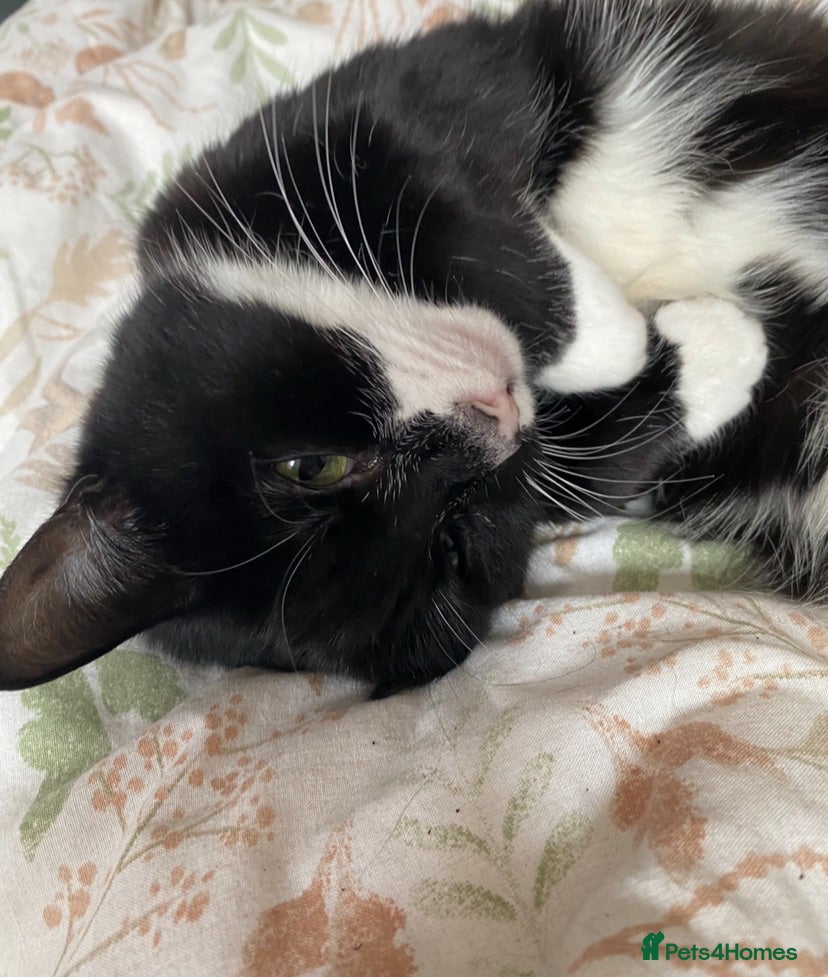 Domestic Shorthair cats Kittens for sale - Advert 1