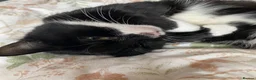 Domestic Shorthair cats for sale: Kittens for sale in Stratford-upon-Avon - Advert 1