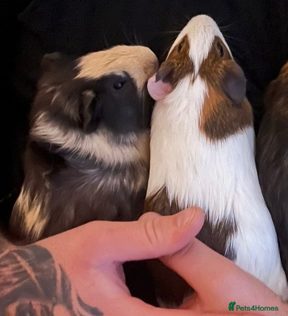Guinea Pig rodents 2 male piggies - Advert 5
