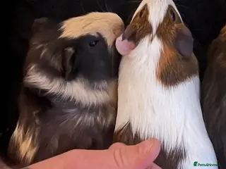 Guinea Pig rodents 2 male piggies - Advert 5