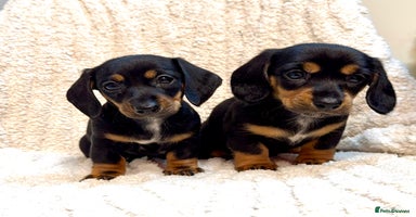 Miniature Dachshund dogs Mini dachshund puppies KC registered, DNA tested - Advert 16