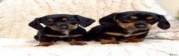 Miniature Dachshund dogs for sale: Mini dachshund puppies KC registered, DNA tested - Advert 7