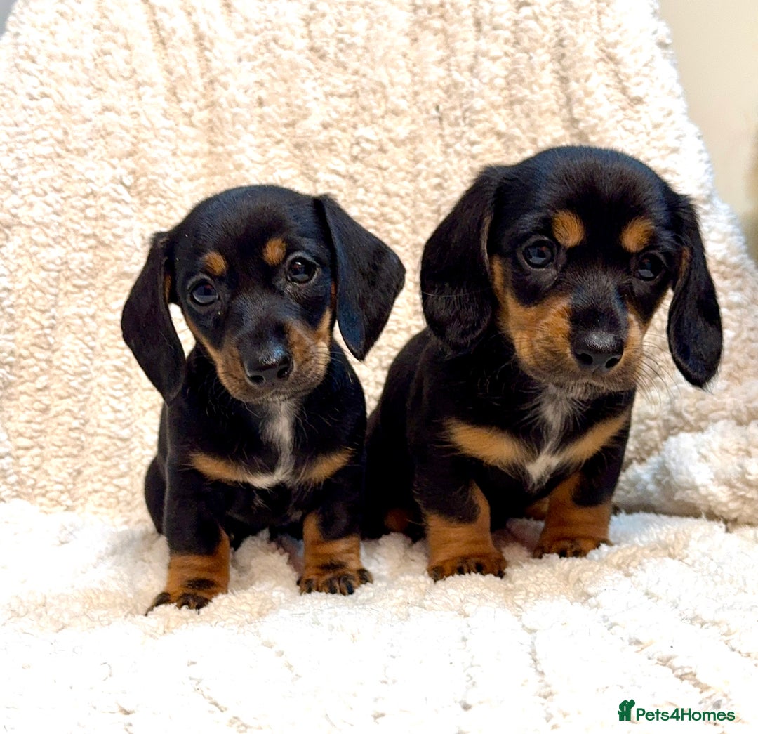 Miniature Dachshund dogs for sale: Mini dachshund puppies KC registered, DNA tested - Advert 7
