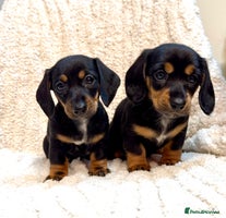 Miniature Dachshund dogs Mini dachshund puppies KC registered, DNA tested - Advert 15