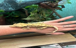 Gecko reptiles for sale: Crested gecko with full vivarium  - Image 1