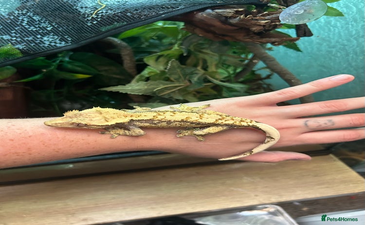 Gecko reptiles - Advert 6