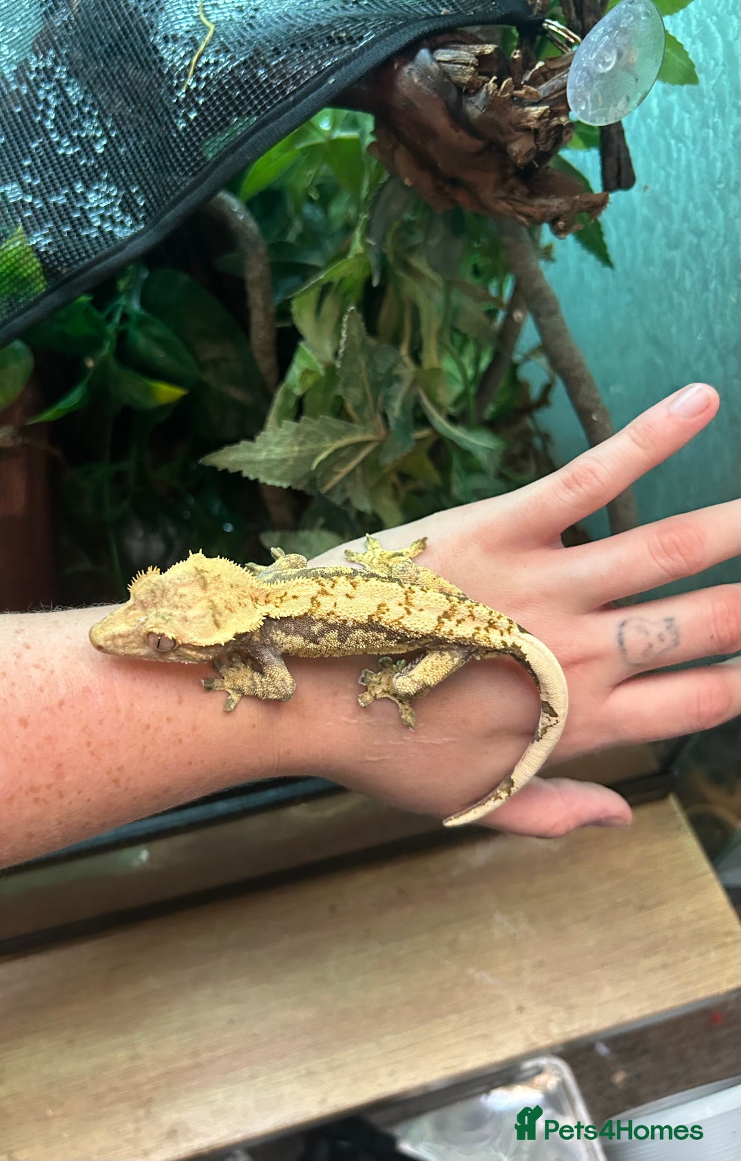 Gecko reptiles for sale: Crested gecko with full vivarium  - Image 1