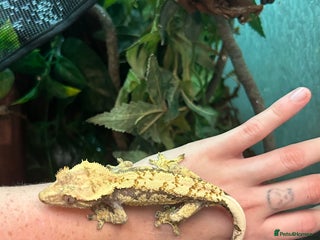 Gecko reptiles - Advert 20