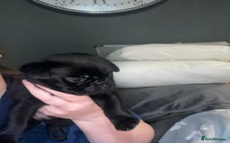 Frug dogs for sale: 5 pug puppies  - Advert 7