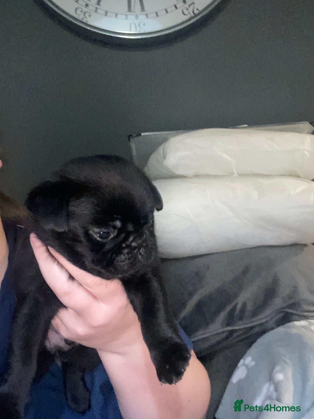 Frug dogs for sale: 5 pug puppies  - Advert 7