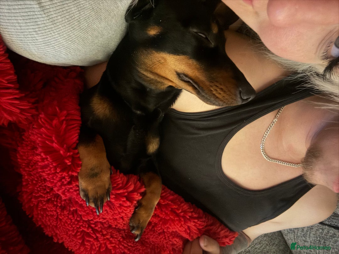 Miniature Dachshund dogs for sale: Miniature dachshund spooky - Advert 11