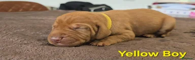 Hungarian Vizsla 5