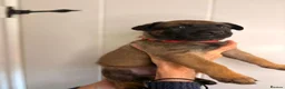 Belgian Shepherd Dog dogs for sale: Belgian Malinois Puppies – £1200 – Reigate, Surrey - Advert 4