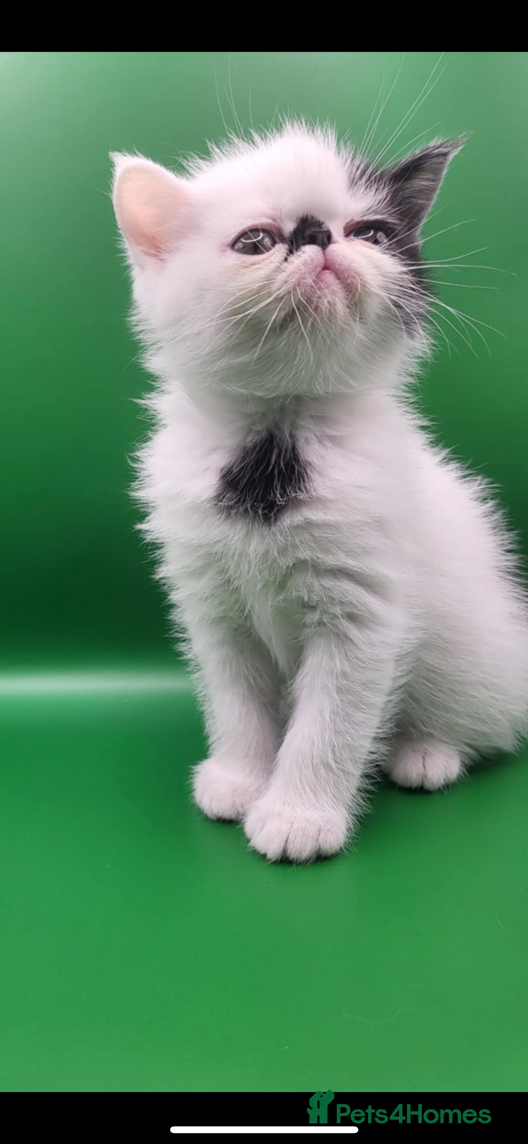 Exotic cats for sale: Exotic kittens  - Advert 7