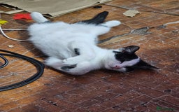 Mixed Breed cats for sale: Chocolate chip and Oreo in Enfield - Image 17