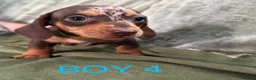 Miniature Dachshund dogs for sale: Beautiful Miniature Dachshund puppies - Advert 8