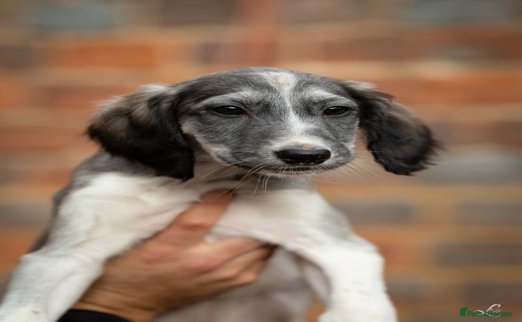 Saluki dogs - Advert 1