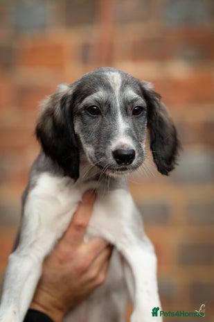 Saluki dogs - Advert 1