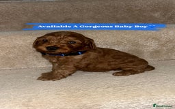 Cockapoo dogs for sale: FOX RED COCKAPOOS ⭐️⭐️ - Image 14