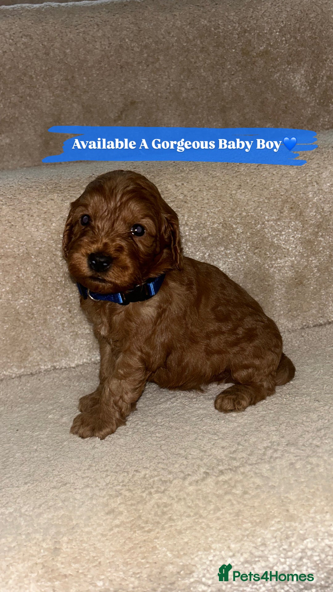 Cockapoo dogs for sale: FOX RED COCKAPOOS ⭐️⭐️ - Image 14