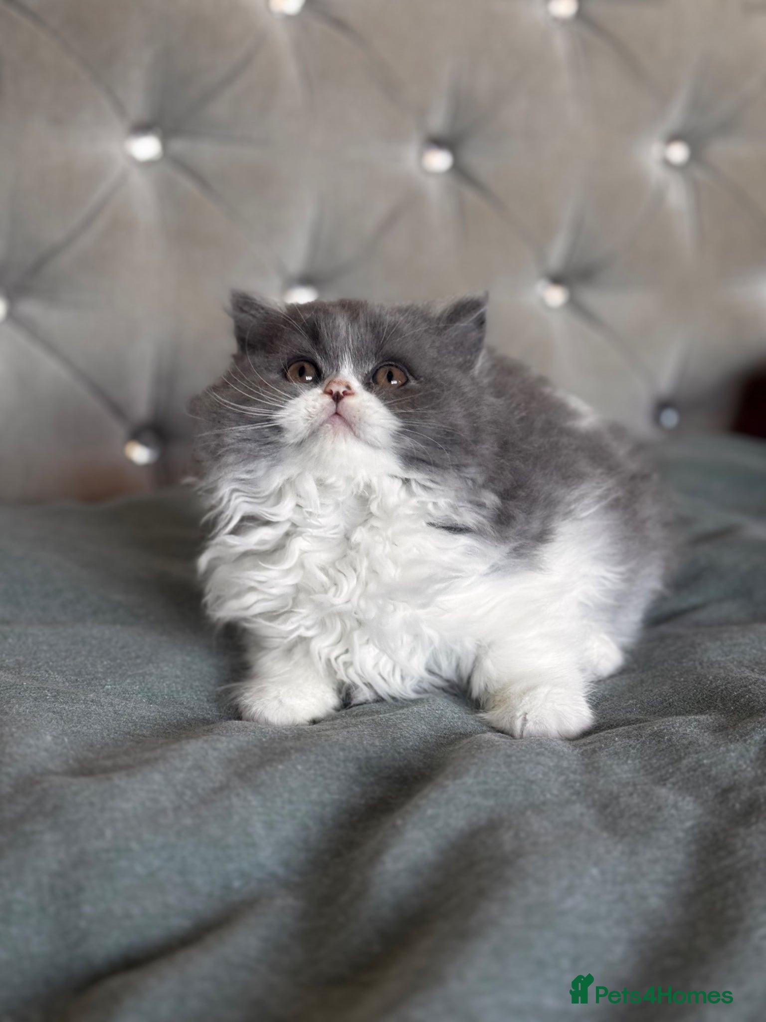 British Shorthair cats Gorgeous British shorthair and longhair💙💖🏆🏆 - Advert 1