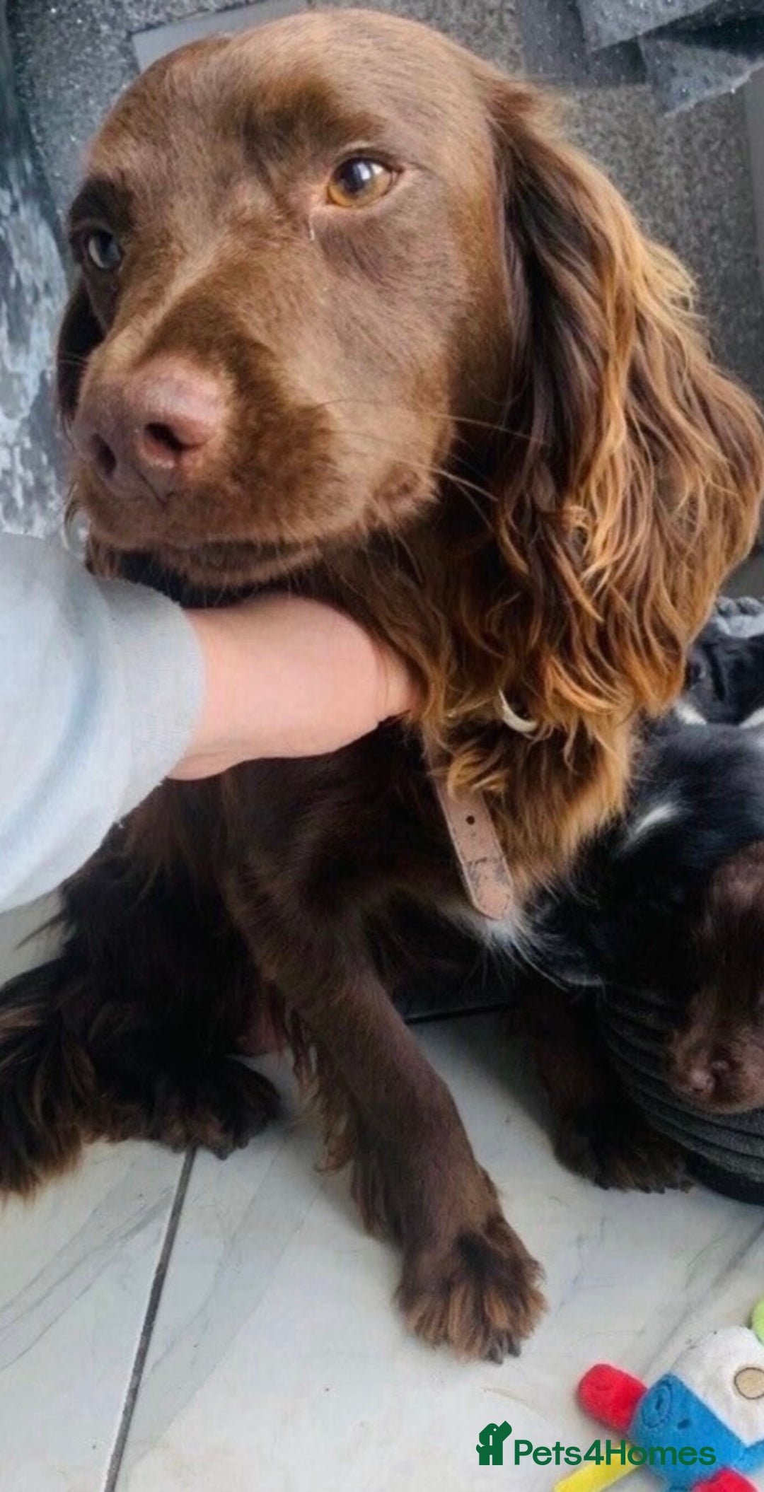 Sprocker dogs for sale: Stunning sprocker puppies  - Advert 3