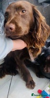 Sprocker dogs Stunning sprocker puppies - Advert 2