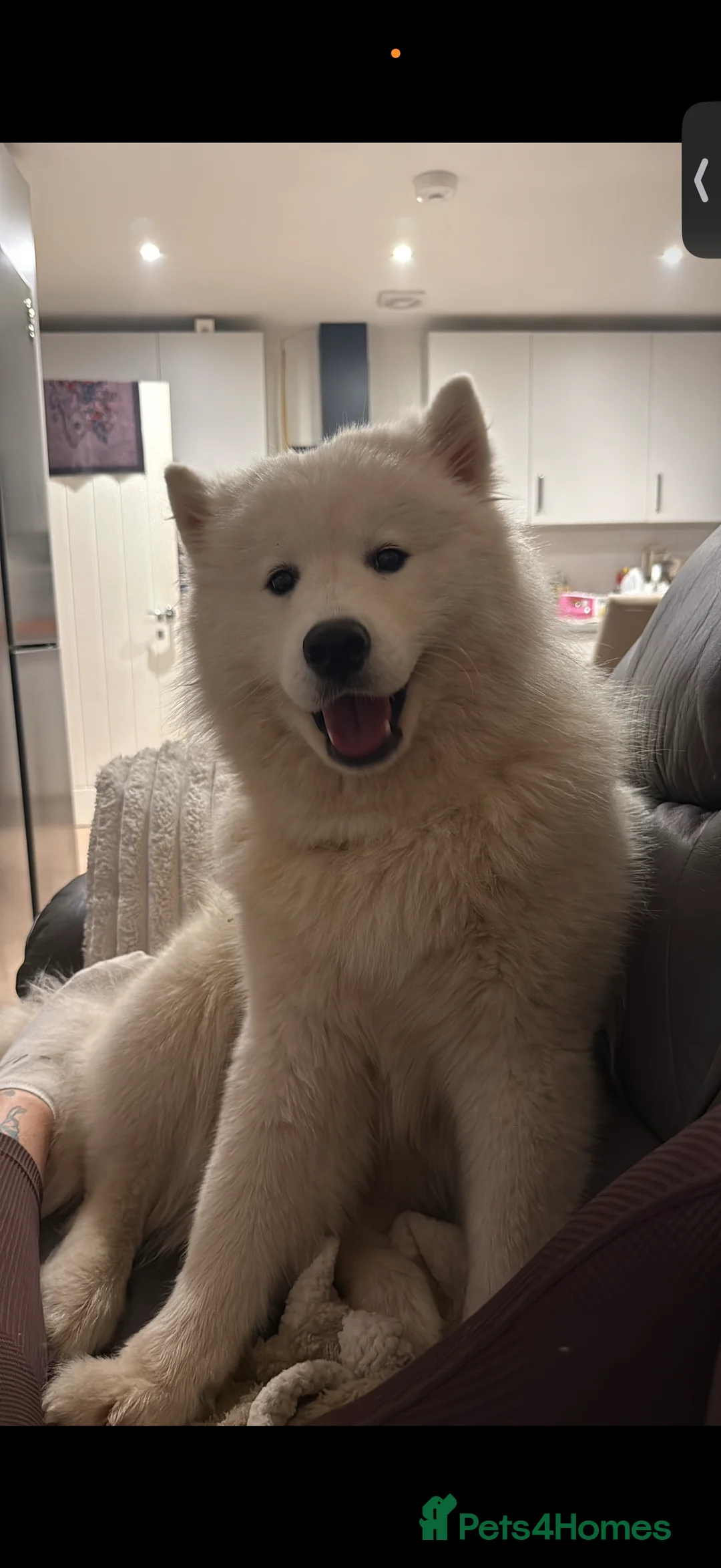 Samoyed dogs for sale: Kc registered Samoyed female - Advert 1
