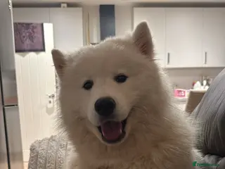 Samoyed dogs Kc registered Samoyed female - Advert 3