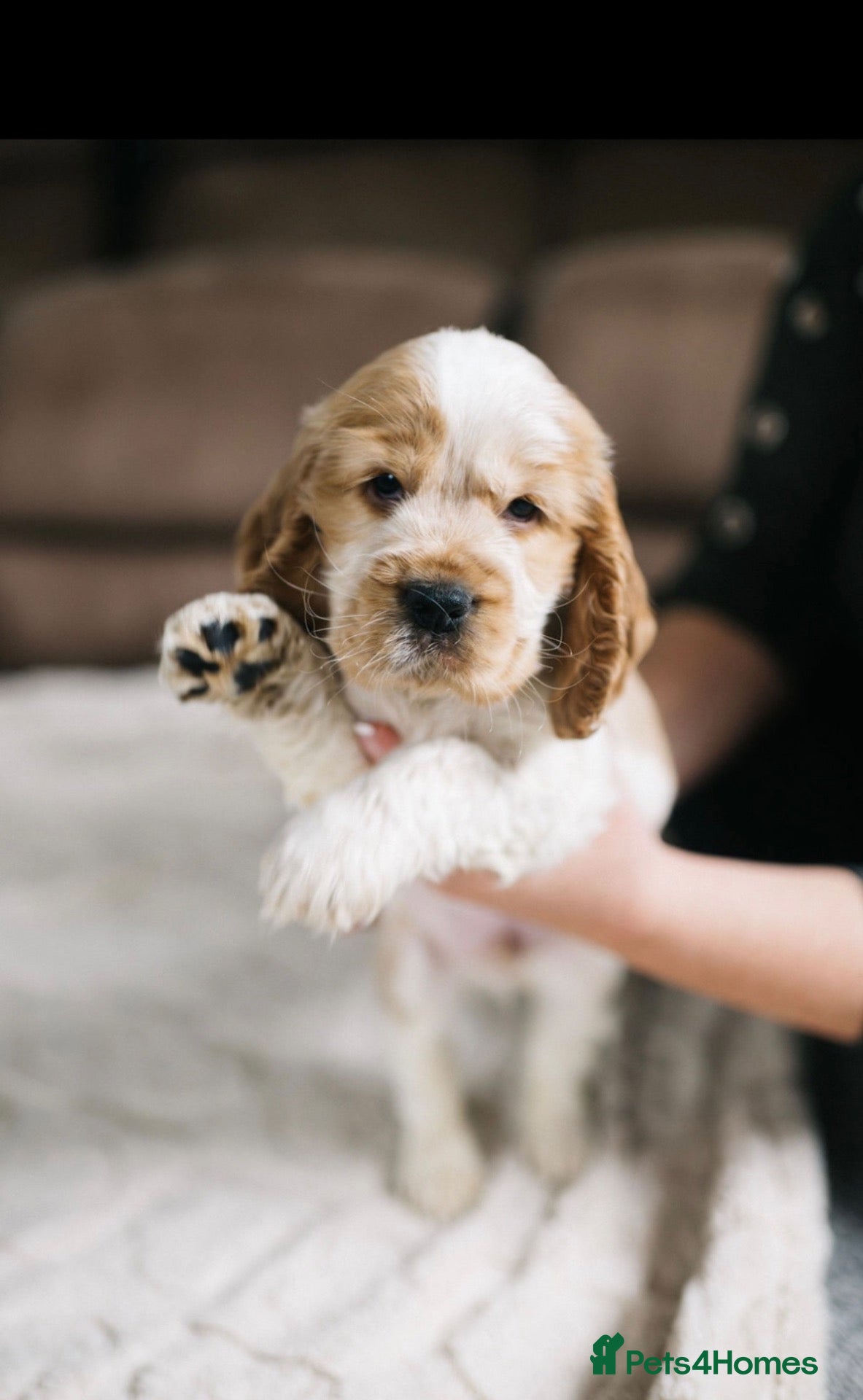 Cocker Spaniel dogs Last one remaining  - Advert 1
