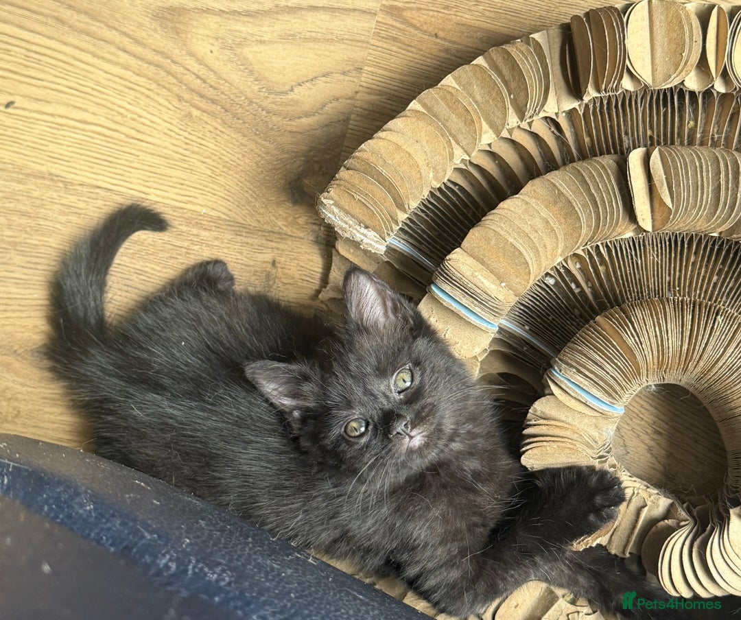 Mixed Breed cats for sale: Delightful Rag-doll Mixed Breed Kittens READY NOW! - Image 18