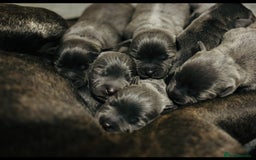 Staffordshire Bull Terrier dogs for sale: KC Registered Blue Staffordshire bull terrier - Image 9