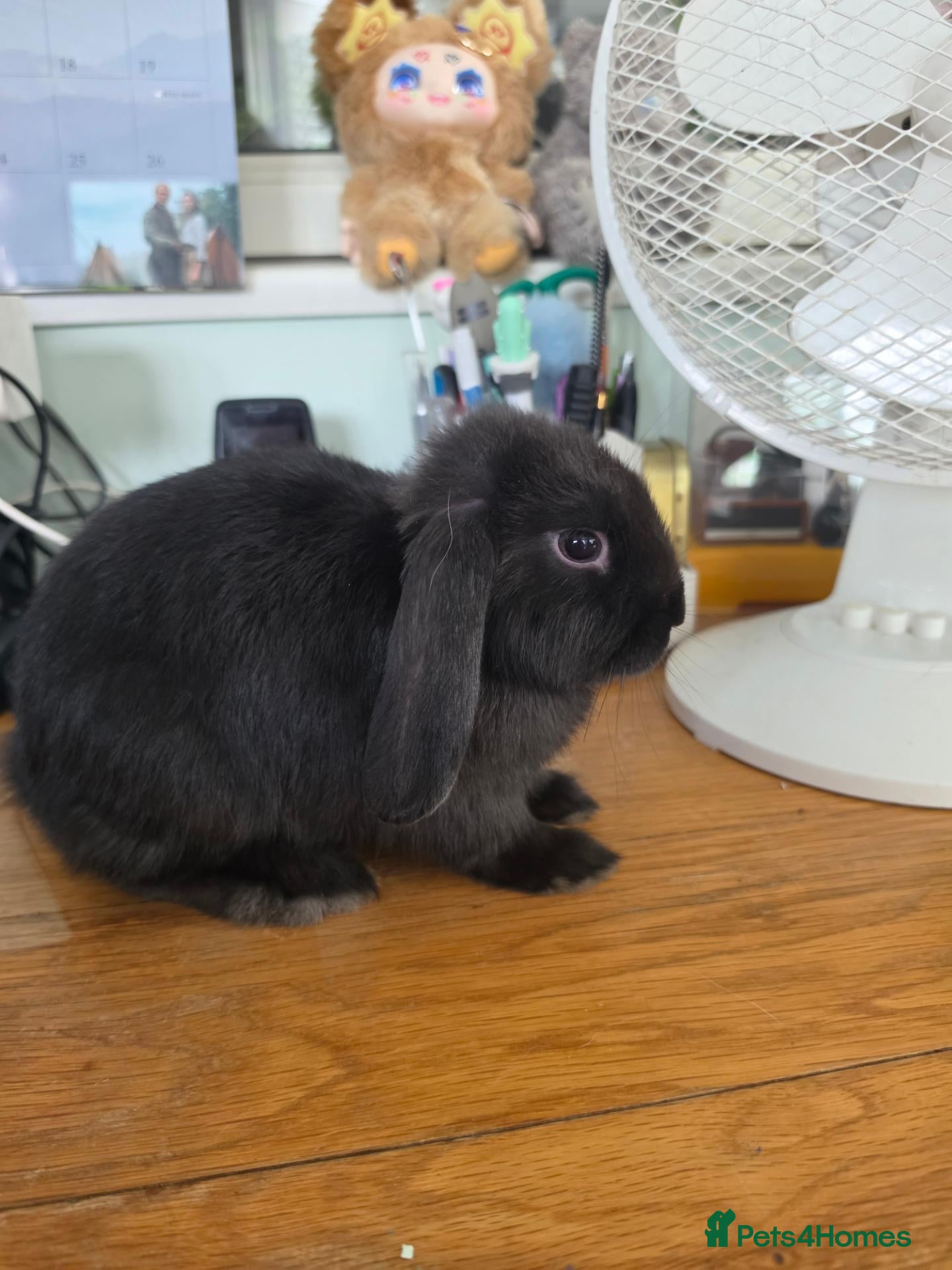 Mini Lop rabbits Gorgeous black Mini Lop - Advert 1