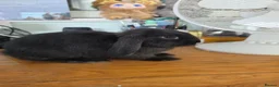 Mini Lop rabbits for sale: Gorgeous black Mini Lop in Crewe - Advert 1